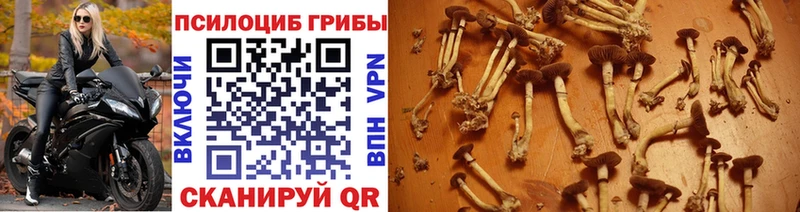 Псилоцибиновые грибы Psilocybe Жиздра